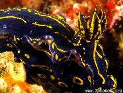 This is the Florida Regal Sea Goddess nudibranch pic I tr... by Zaid Fadul 